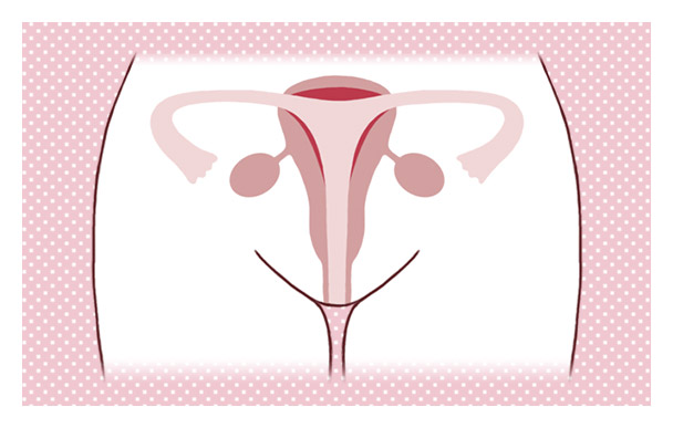 女性ホルモンは子宮の働きを調節します。