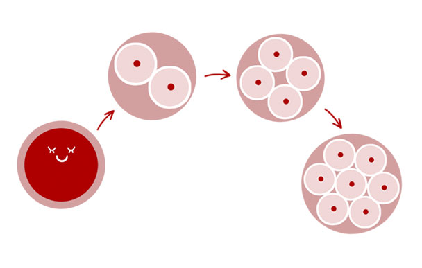 8：受精卵が細胞分裂して命へ