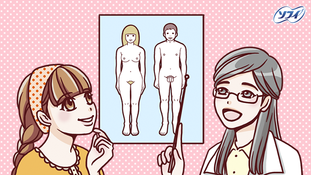 女の子と男の子のからだの仕組み ソフィはじめてからだナビ